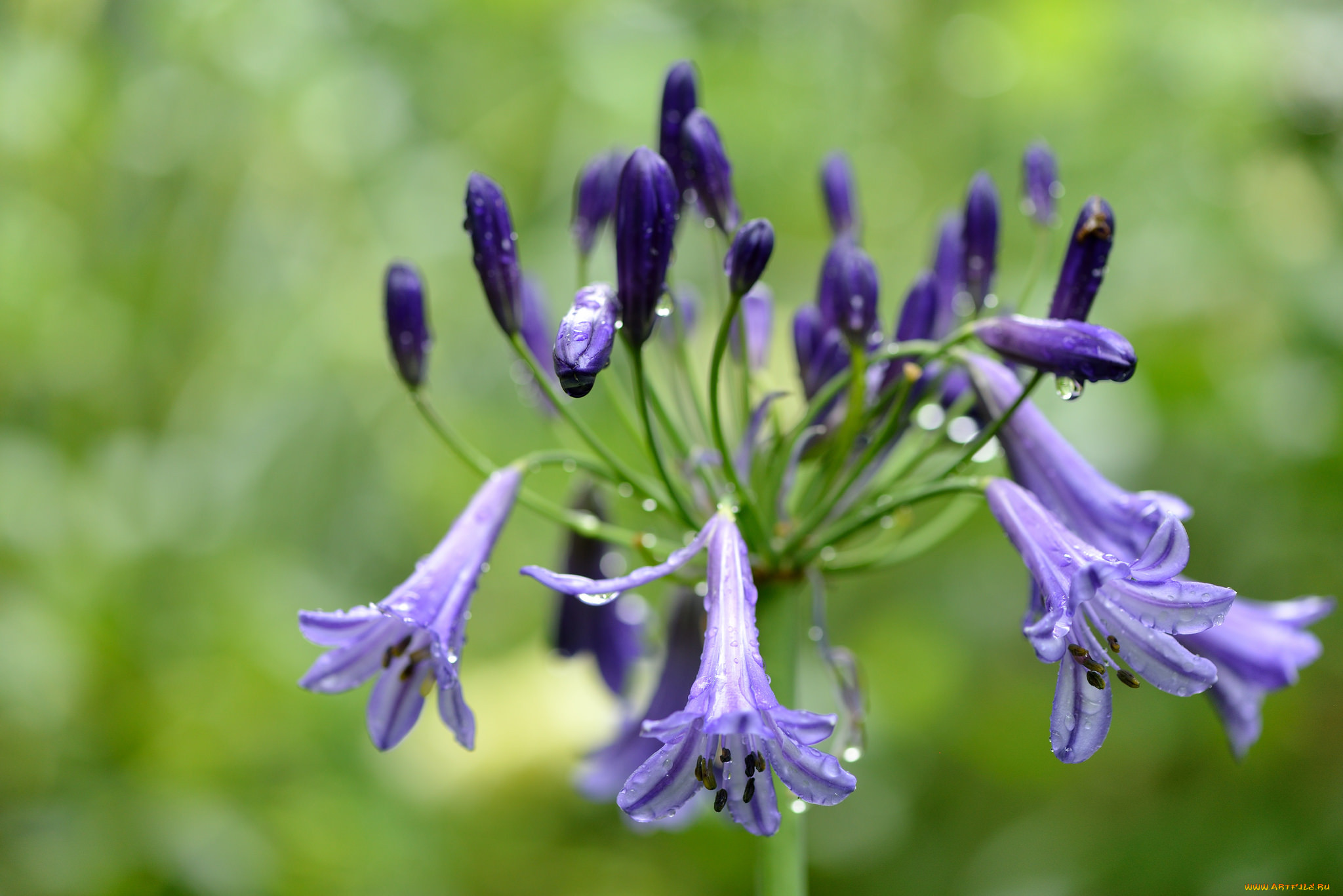 ,  ,  , , agapanthus